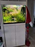 Aquarium mit allem drum und dran Fische ,Garnelen eben mit Besatz Hamburg-Mitte - Hamburg Billstedt   Vorschau