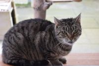 Katze Nina aus dem Tierschutz sucht ein Zuhause Nordvorpommern - Landkreis - Ribnitz-Damgarten Vorschau