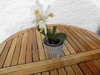 Sehr schöne gesunde Orchidee reinweiß Genschenk Deko Bayern - Oberammergau Vorschau