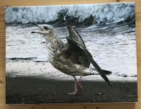 Wandbild 40x30x2 cm Fotodruck auf Leinen Möwe am Meer Niedersachsen - Heere Vorschau