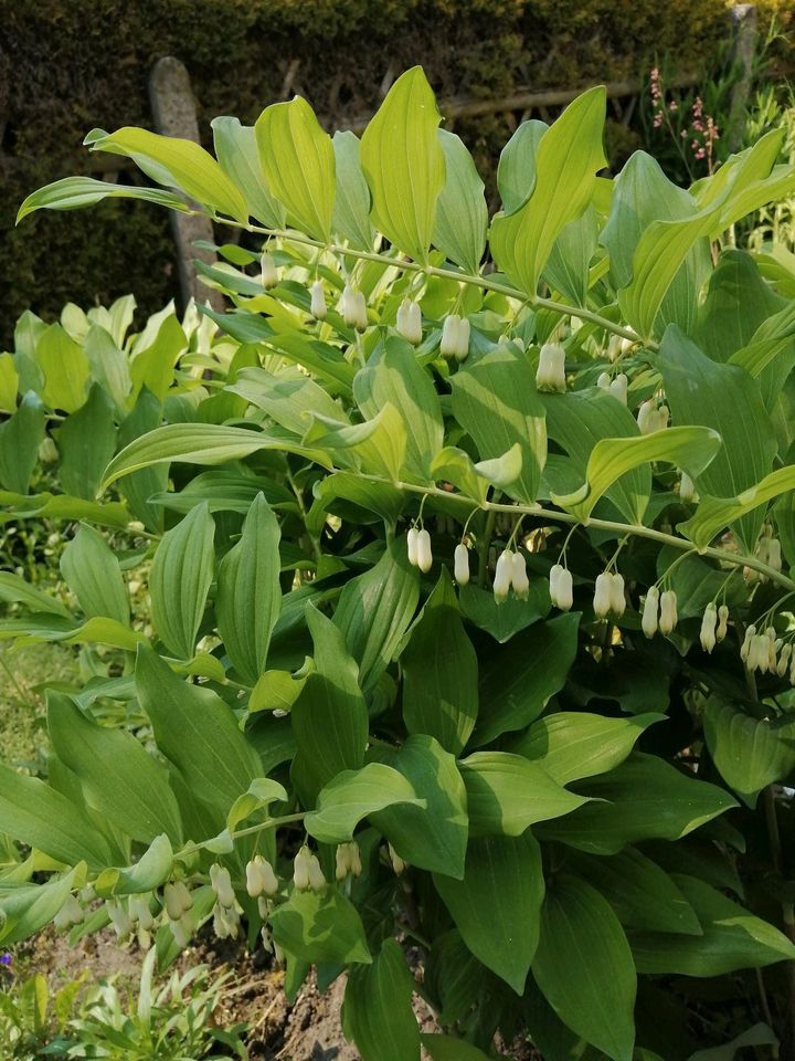 Vielbluetiger Weißwurz/Polygomatum/winterhart in Sangerhausen