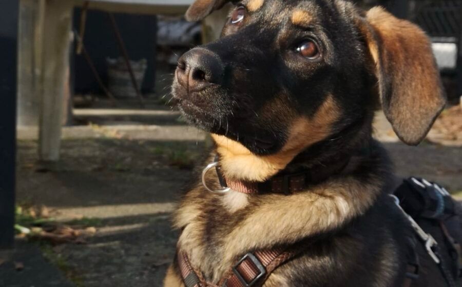 Wird Neva dein Traumhund? in Köln