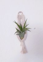 Luftpflanze Airplant Tillandsia im Makramee Schleswig-Holstein - Schuby Vorschau