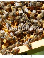 Bienenvolk Ableger Zander Nordrhein-Westfalen - Hürth Vorschau