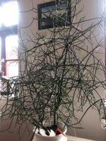 Dekorativer Bleistiftbaum 7 Jahre, Euphorbia tirucalli Bad Doberan - Landkreis - Kröpelin Vorschau