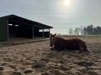 Offenstall mit Trail für Wallach in kleiner Herde Schleswig-Holstein - Rausdorf Vorschau