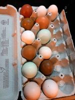 Bunte Eier, Kraienköppe, Mooshühner, BE, Hühner Nordrhein-Westfalen - Löhne Vorschau