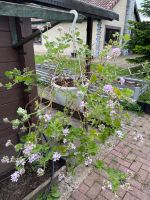 10x Geranien Gernanie Blume Balkonpflanze Ampel Nordrhein-Westfalen - Kevelaer Vorschau