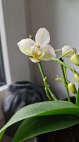 Orchidee mit weißen Blüten - Phalaenopsis amabilis Niedersachsen - Buchholz in der Nordheide Vorschau