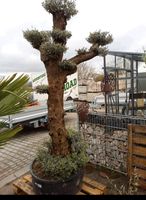 Olivenbaum Bonsai Bayern - Maxhütte-Haidhof Vorschau