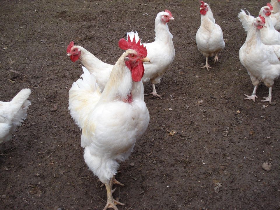 (keine) Bruteier v. Marans, Cream Legbar, Exchequer u. White Rock in Leutershausen