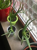 Aloe Vera Pflanzen im Topf pflegeleicht Heilpflanze Baden-Württemberg - Schömberg Vorschau