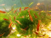 0,60€ Red fire aquarium garnelen neocaridina Leitungswasser rot Nordrhein-Westfalen - Hattingen Vorschau