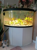 Fluval Aquarium, Aquarium 350l mit Zubehör Sachsen - Chemnitz Vorschau