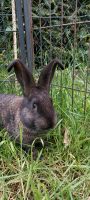 Kaninchen Rammler Deutsche Riese Niedersachsen - Uelzen Vorschau