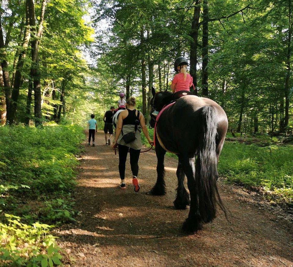 Reitbeteiligung/Pflegebeteiligung für Tinker & Friese # Gelände in Rödermark