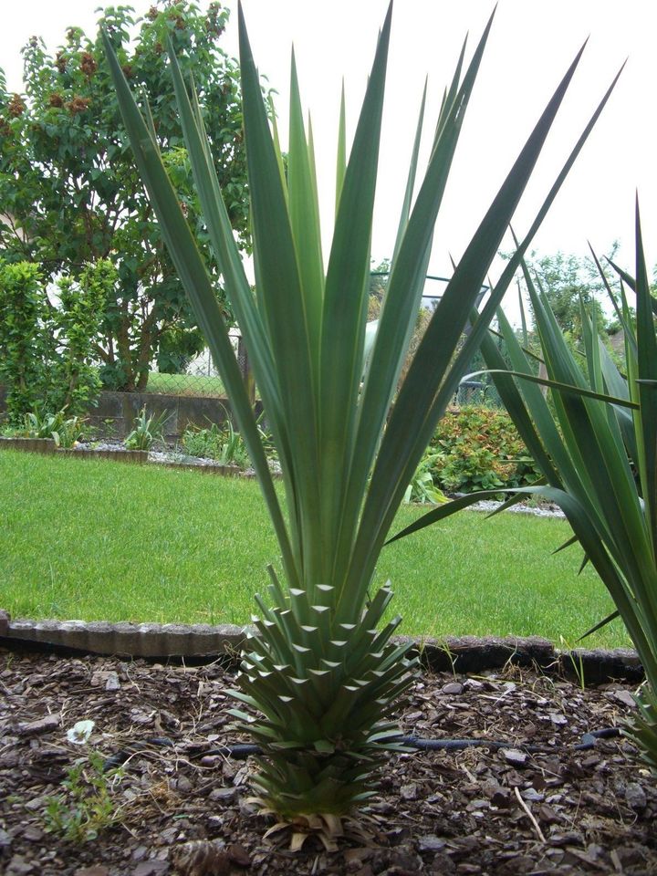 Aussen-Yucca Palme+++neue Bilder in Filderstadt