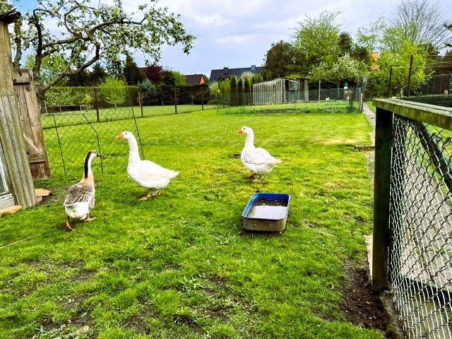 solide Haushälfte auf großem Grundstück für Tierliebhaber in Jarmen in Jarmen