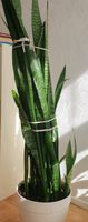 Bogenhanf (Sansevieria) Berlin - Neukölln Vorschau