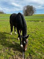 Bildschöner Hannoveraner Wallach Bayern - Regensburg Vorschau