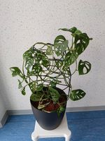 Monstera Monkey Leaf Fensterblatt in Seramis Kiel - Suchsdorf Vorschau