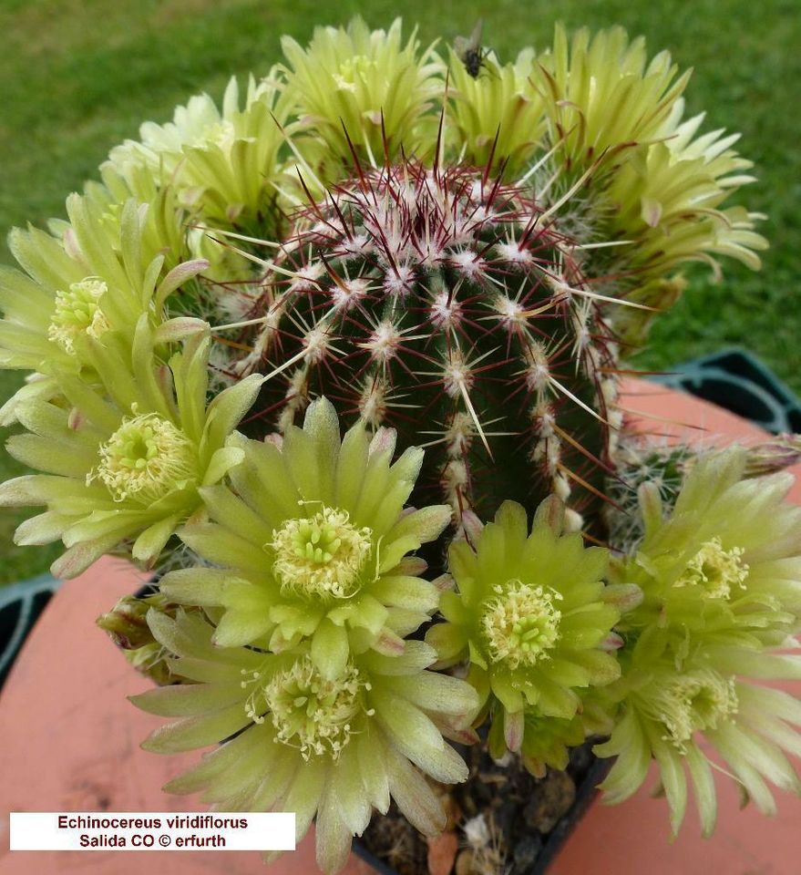 Seltene winterharte Echinocereen / Kakteen zu verkaufen in Sondershausen