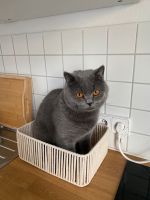Britisch Kurzhaar Kater, 2 Jahre, Katze, Rassekatze Berlin - Köpenick Vorschau