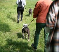 Social Walk mit Hunden in Kornwestheim Baden-Württemberg - Kornwestheim Vorschau