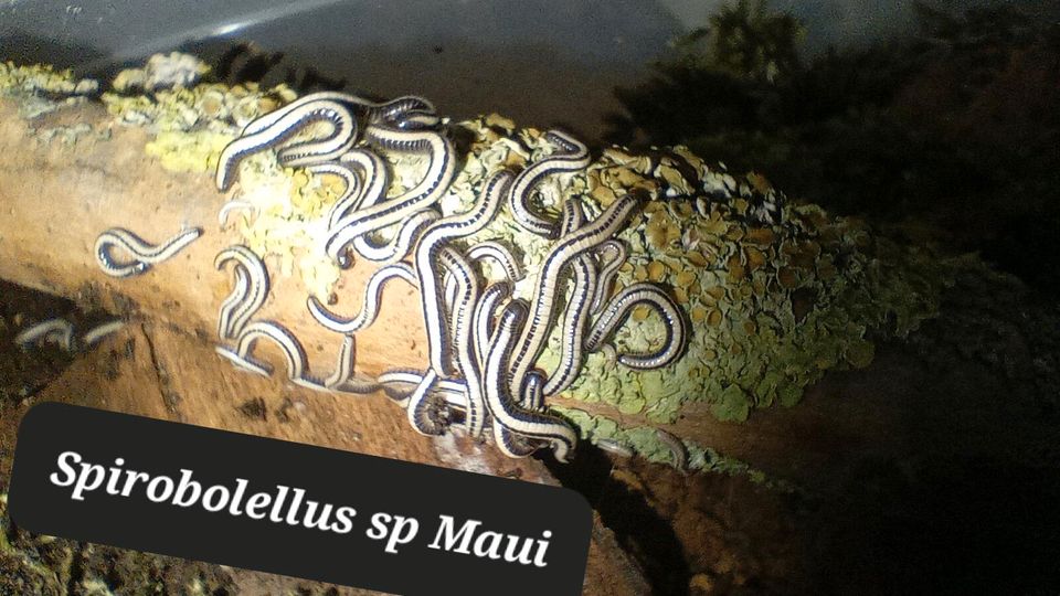 Spirobolellus sp Maui Tausendfüsser in Calbe (Saale)