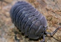 Armadillidium peraccae Asseln Baden-Württemberg - Bötzingen Vorschau