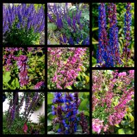 Staudensamen Samen Salvia Salbei Nemorosa, Pratensis div. Sorten Niedersachsen - Georgsmarienhütte Vorschau