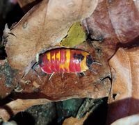 Merulanella Scarlet Bayern - Starnberg Vorschau