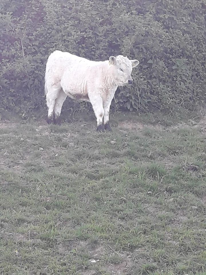 Galloway Mutterkühe, eine mit weiblichen Kalb in Reichertsheim