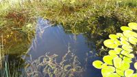 Algenfrei, sauberes Wasser, Teichpflanzen Sauerstoffproduzent Niedersachsen - Bissendorf Vorschau