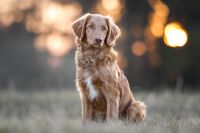 Kostenloses TFP Fotoshooting Hund Bayern - Kochel am See Vorschau