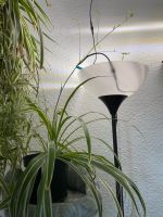 Grünlilie mit eigenem Ableger Zimmerpflanze Anfänger Hängepflanze Hessen - Bad Hersfeld Vorschau