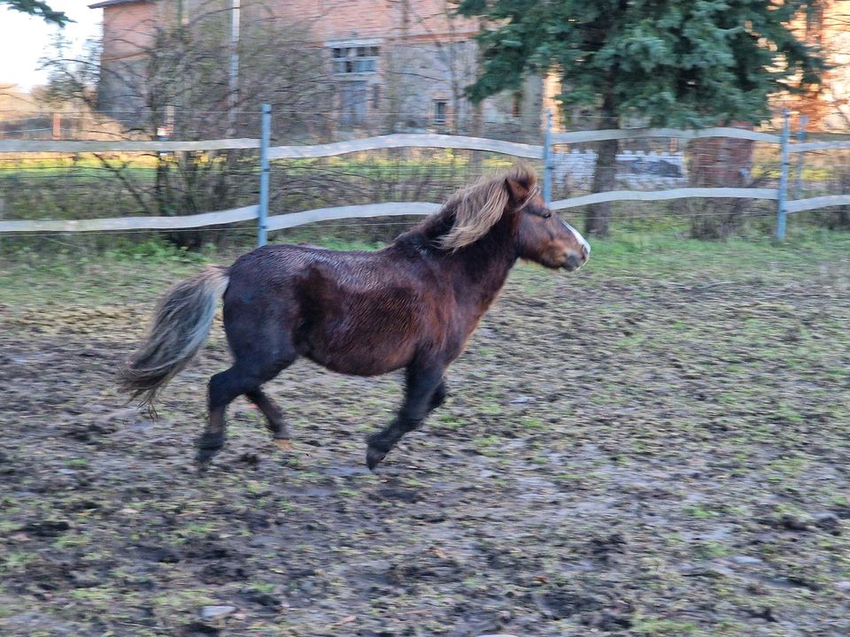 Shetlandpony Hengst/ Wallach in Berlin