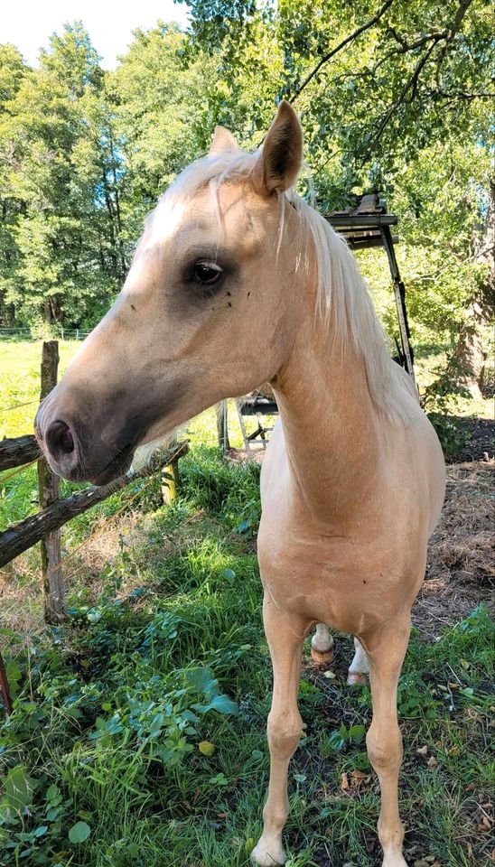 Deutsches Pony Klein Pferd  2 Jahre 2/2022, bildschön, sehr lieb! in Theeßen