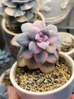 Graptopetalum Superbum Variegata Sukkulente Zimmerpflanze Baden-Württemberg - Bretten Vorschau