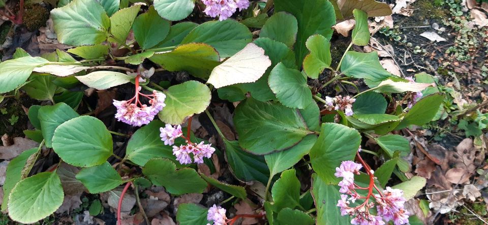 Winterharte Blumenstauden in Schortens