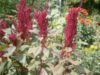 AMARANTH "All Red" (Amaranthus caudatus) VIOLETT - SAMEN Sachsen-Anhalt - Lutherstadt Wittenberg Vorschau