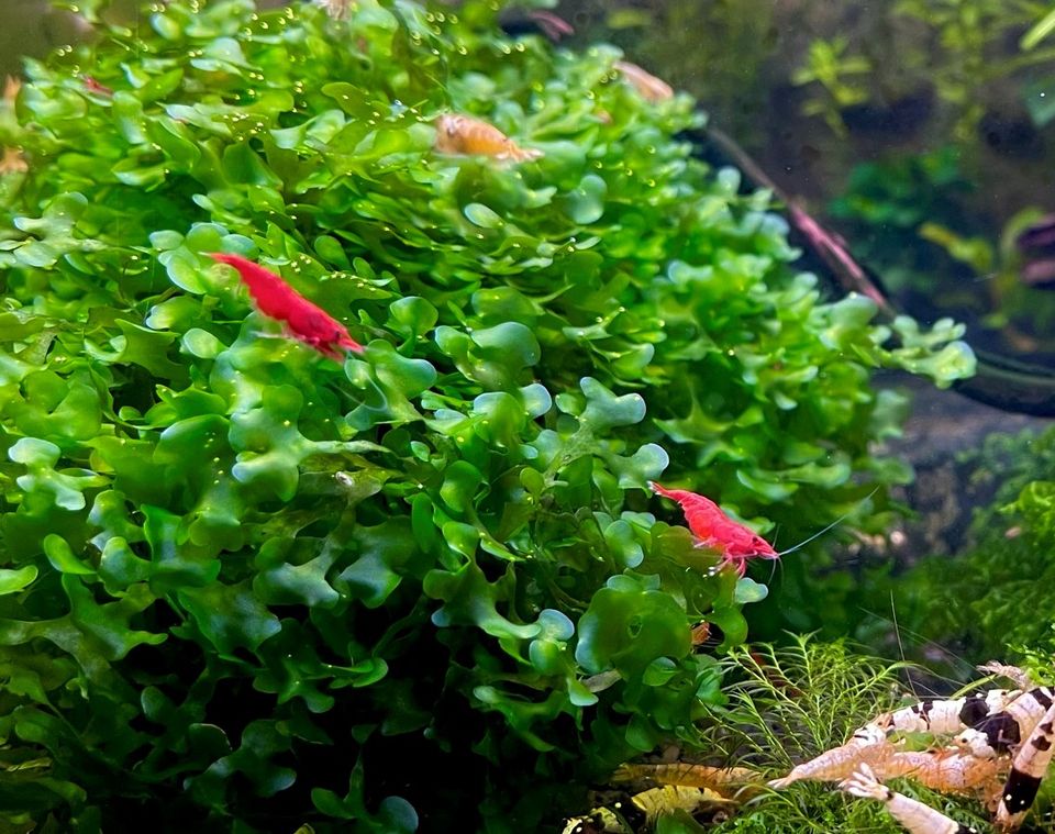 Lomariopsis lineata Süßwassertang Aquarium Moos Pflanzen in Dortmund