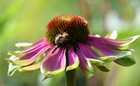 Blumen-, Gemüse-, und Kräuter Samen aus eigener Nachzucht Bayern - Riedering Vorschau