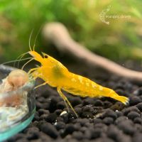 Galaxy Pinto yellow gelb aus Galaxy Fishbone Stamm Caridina Nordrhein-Westfalen - Rheinberg Vorschau