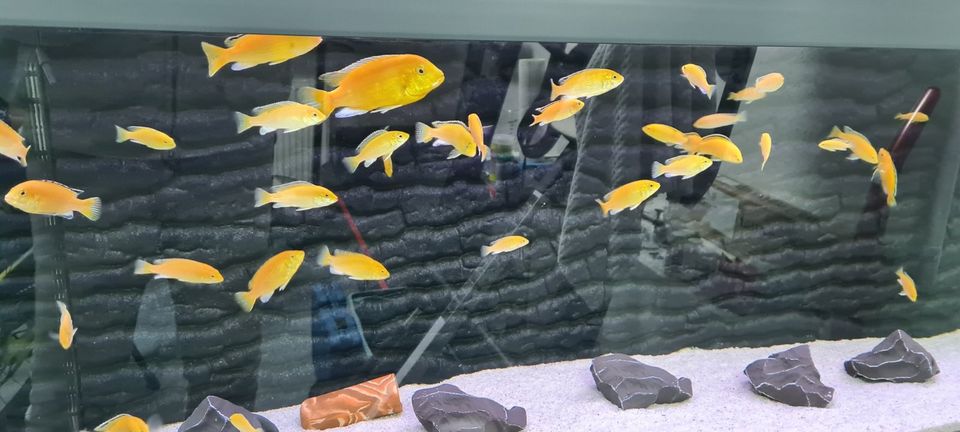 Gelber Labidochromis Yellow Fische Malawi Barsche in Hanau