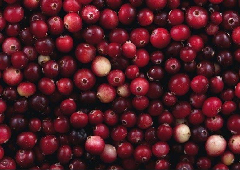 Preiselbeeren zum Einkochen gesucht in Raubling