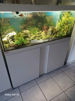 Eheim 240 l Aquarium Niedersachsen - Lehrte Vorschau