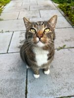 VERMISST Kater „Mietek“ Köln - Blumenberg Vorschau