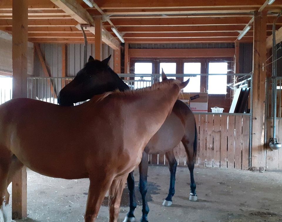 Einstellplatz, Pferdepension, Stute in Leutkirch im Allgäu