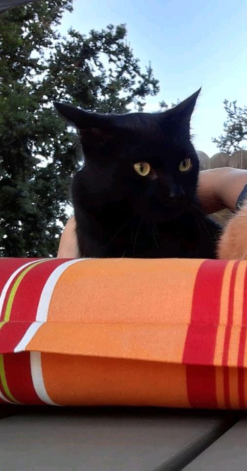 Kater Blacky seit 4.3. vermisst in Ibbenbüren